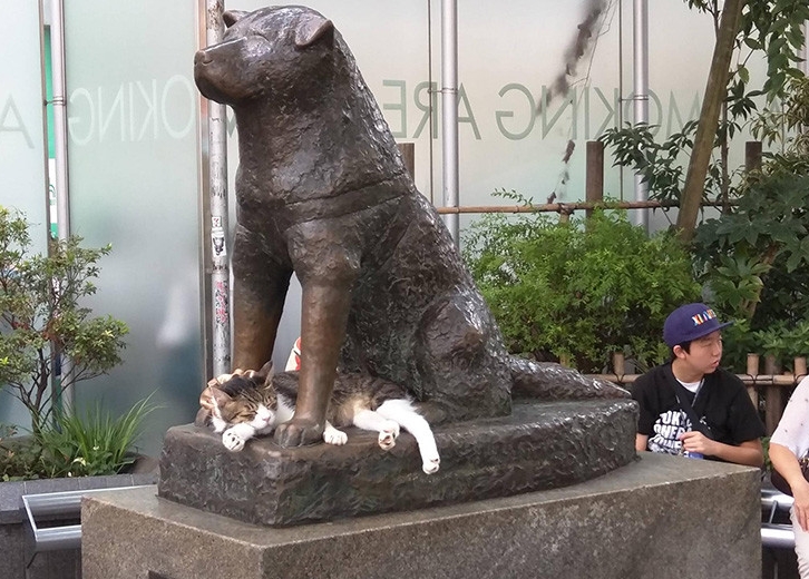 le-chat-de-hachiko